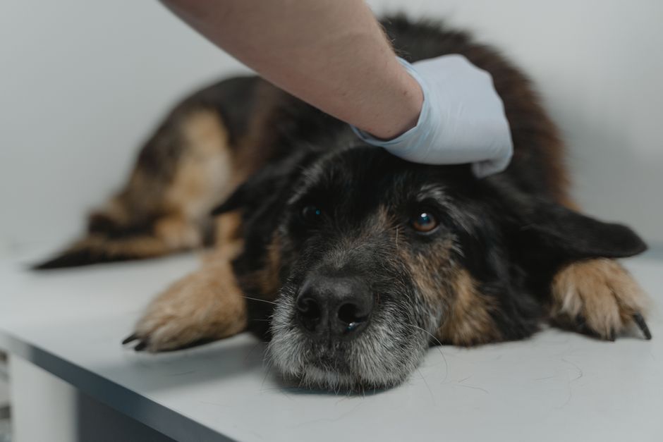 Laserterapie veterinară la HomeVet
