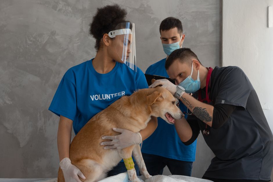 Medic veterinar HomeVet examinând un câine